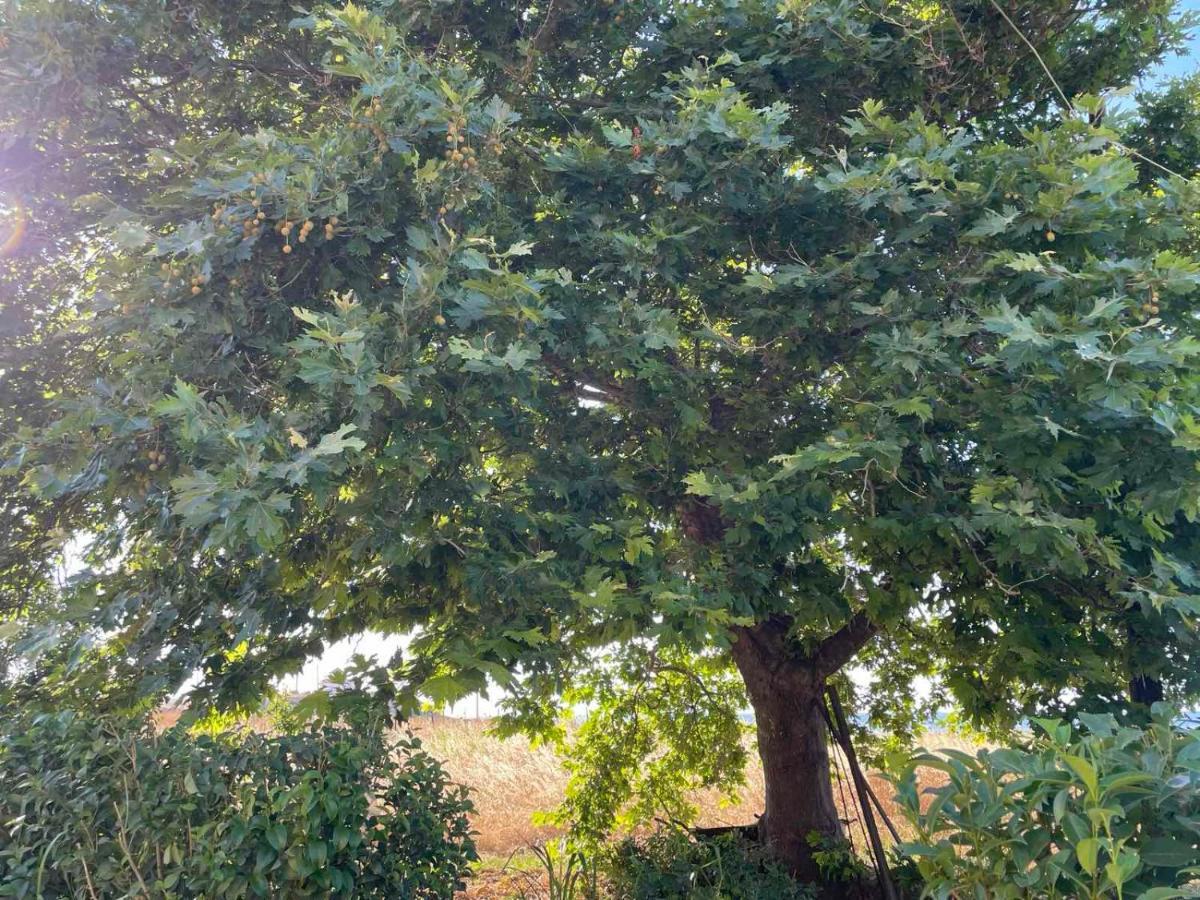 Appartamento Platanos Samothráki Esterno foto